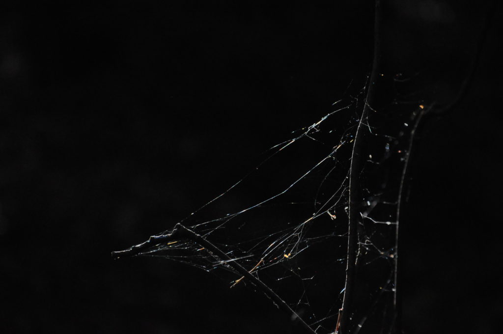 Spinnennetz im Grumsiner Forst